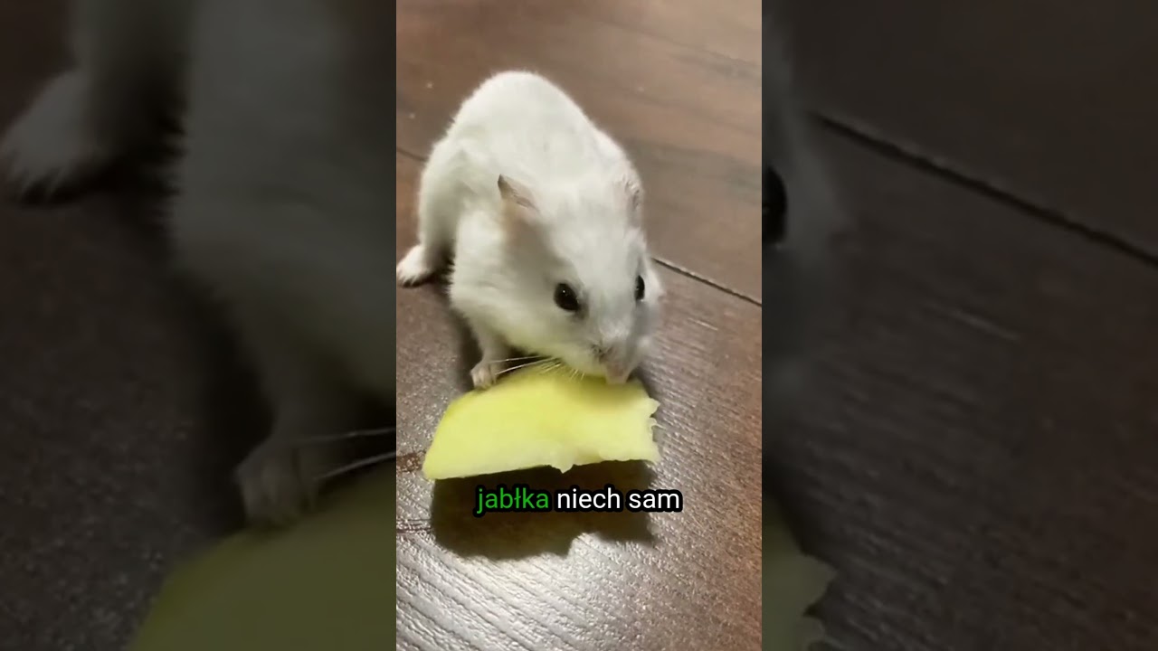 Zdobądź zaufanie chomika i zostań jego ziomkiem! 🐹💛 #chomik