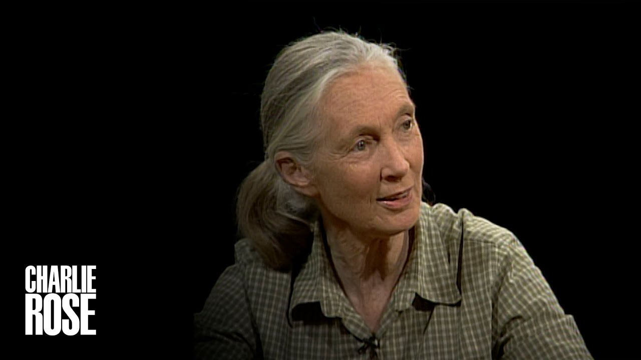 Jane Goodall’s life with Chimpanzees | A Charlie Rose Global Conversation