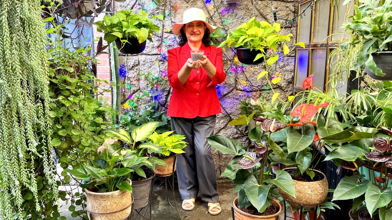 c&oacute;mo REVIVIR Plantas