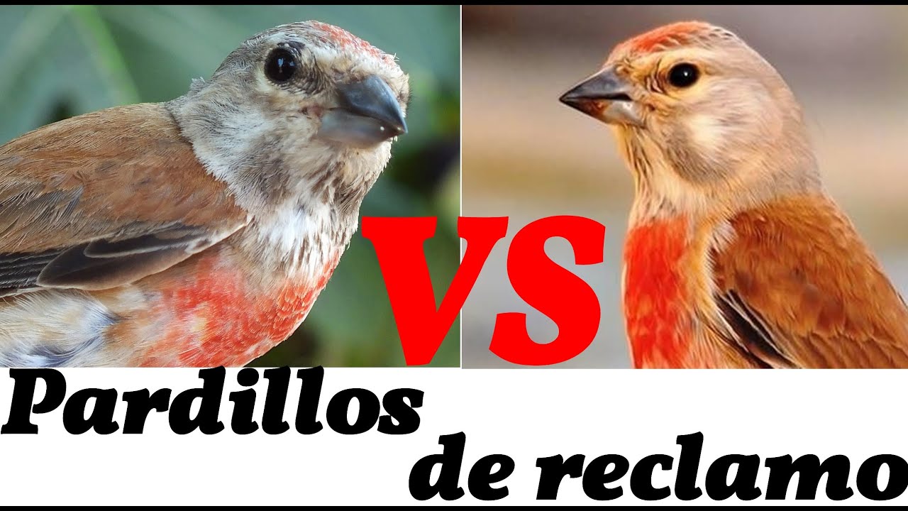 Canto del Pardillo. Dos pájaros de reclamo(HD)