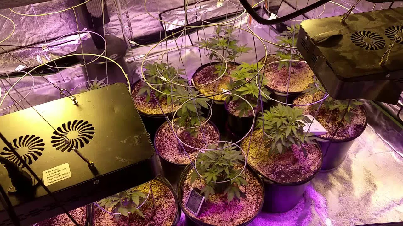 GroPro: 18kw Garden Day 1 Flower