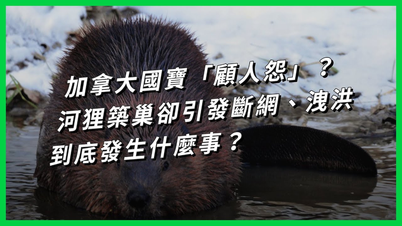 加拿大國寶「顧人怨」？河狸築巢卻引發斷網、洩洪，到底發生什麼事？【TODAY 看世界】