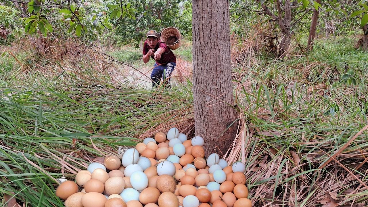 amazing! pick a lot of eggs on the hive under a tree pick by hand