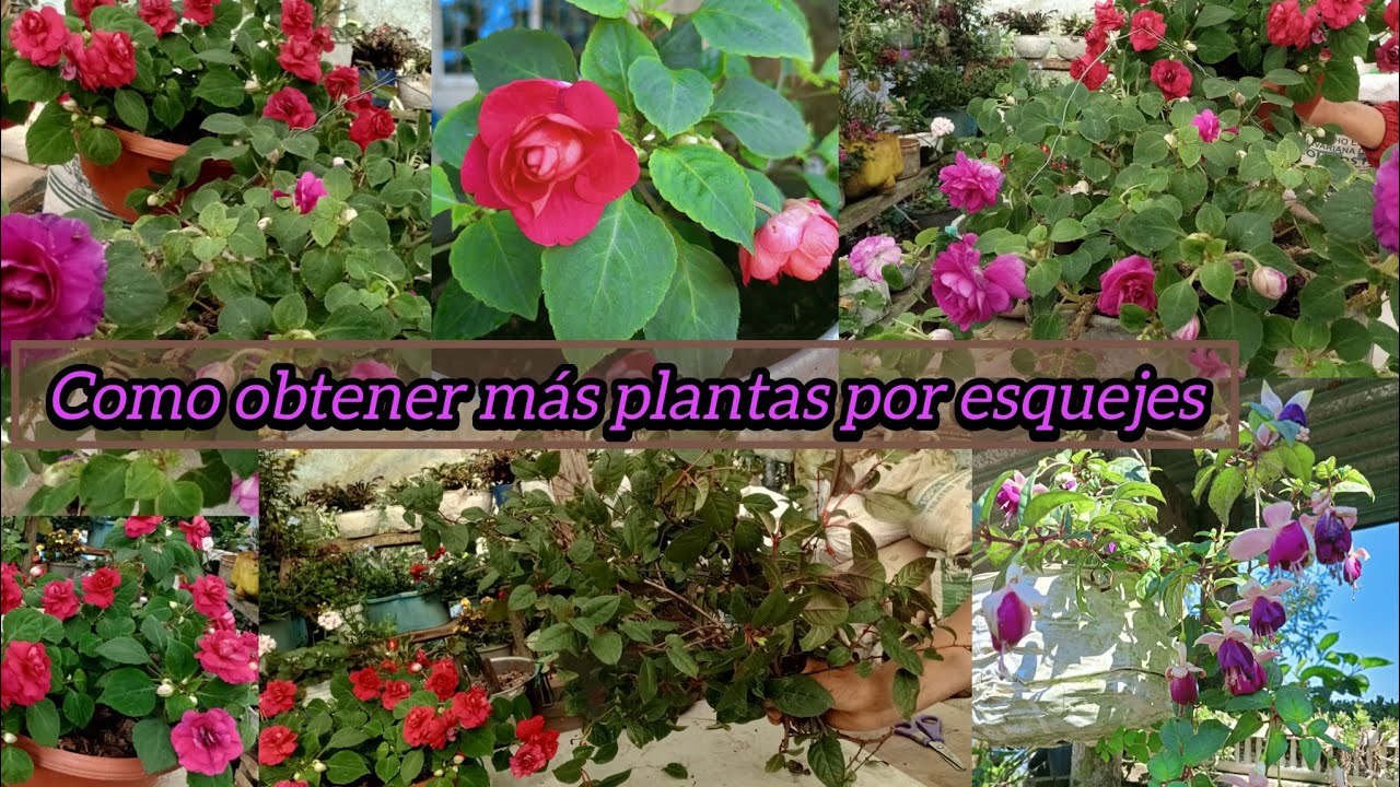 Como hacer reproducción de chinitas dobles por esquejes 🌺 y +poda de mis pendientes 