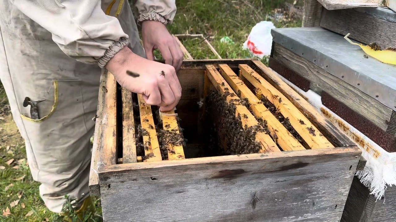 Mart Ayı İtibari ile 5-6 Çerçeve Olan Arıya Ballı Çerçeveler Verme