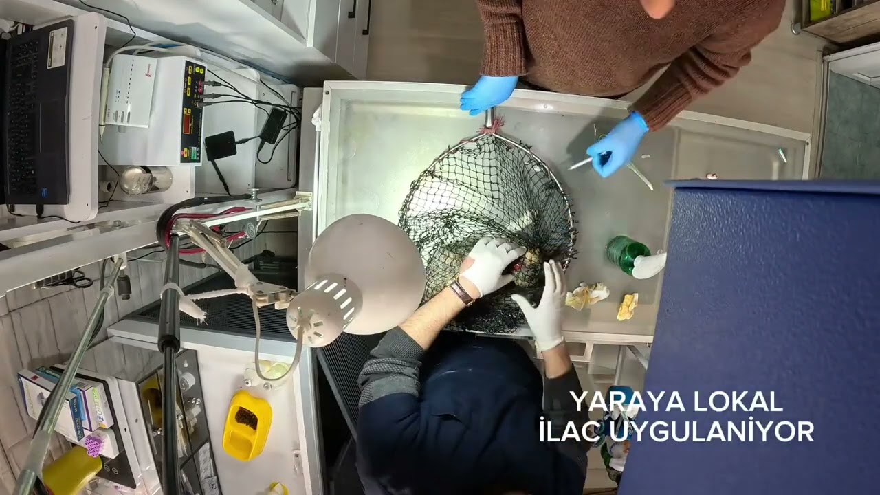 VETERİNER GÜNLÜKLERİ_VOL 3 #youtube #kedi #yaralı #vet 