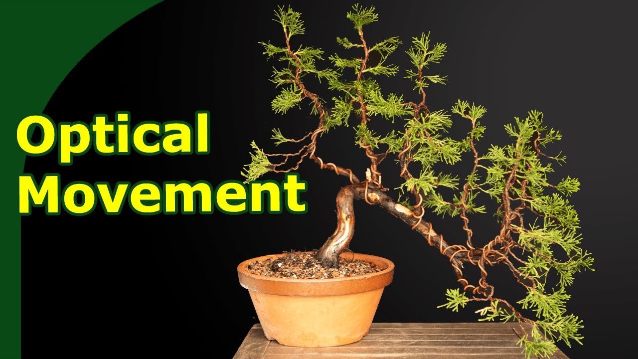 Develop Bonsai Trunk Optical Movement