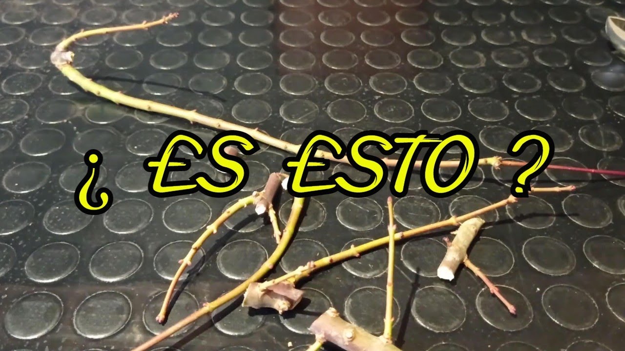 ACER PALMATUM ENFERMEDADES