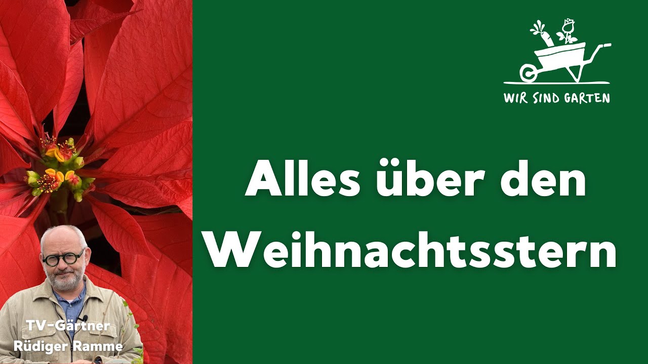 Alles über den Weihnachtsstern mit Rüdiger Ramme