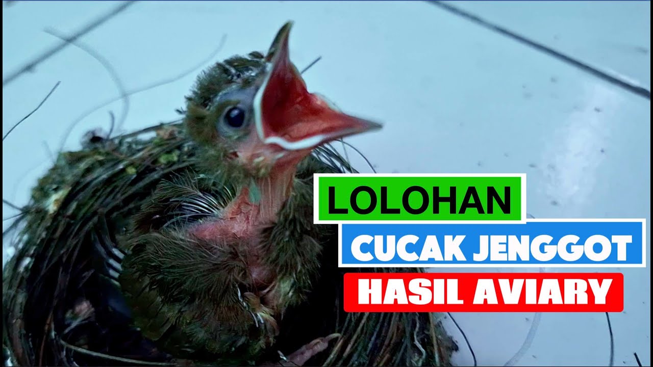 LOLOH ANAK BURUNG CUCAK JENGGOT HASIL AVIARY