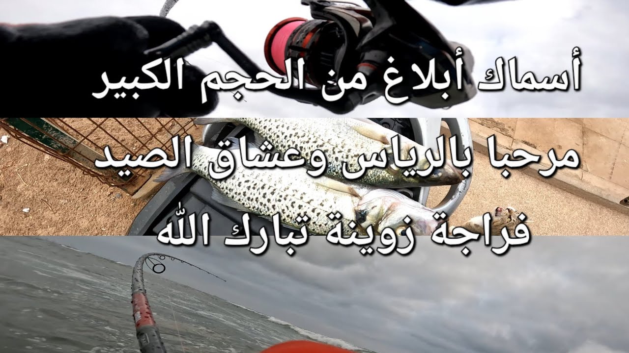أسماك أبلاغ مريش تبارك الرحمن فراجة زوينة بتقنية الجر أو تكراك  spinning 