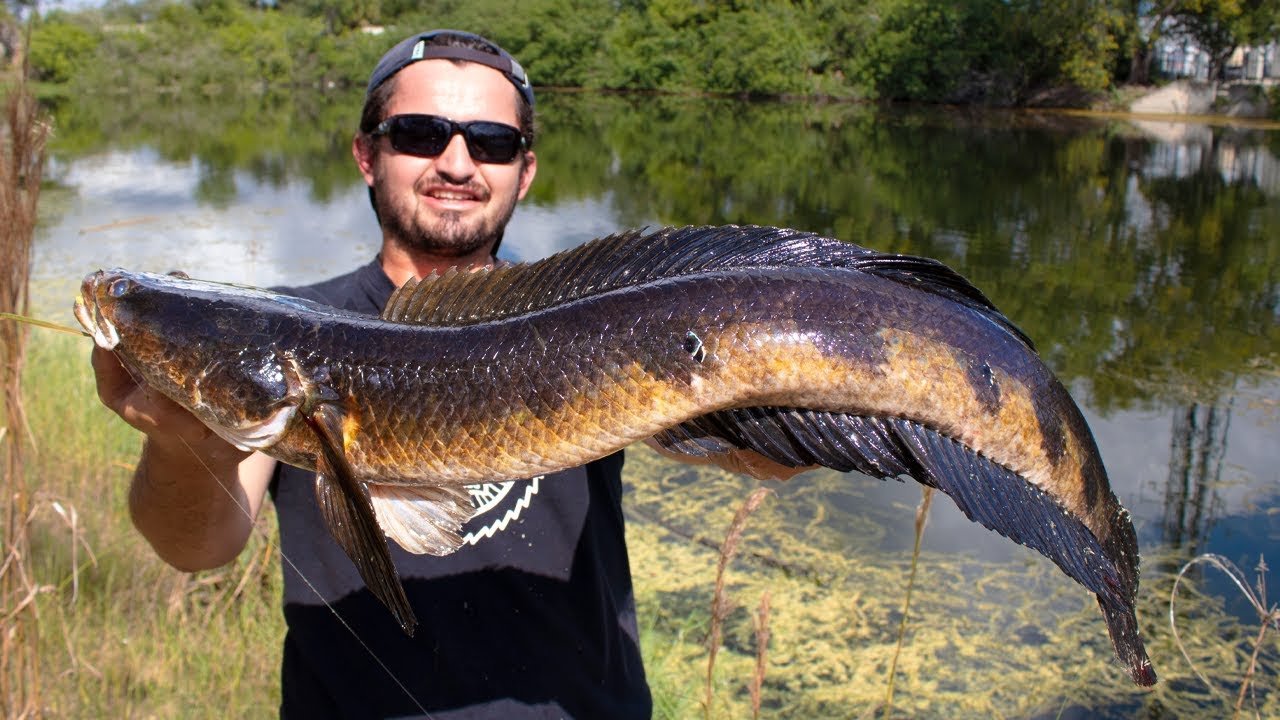 MONSTER Bullseye Snakehead | Personal Best!