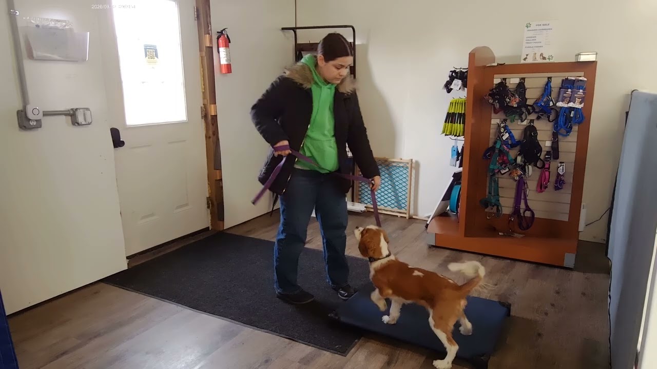 Mercer the Cavalier King Charles | Week 3 Board & Train | Place Command at the Door