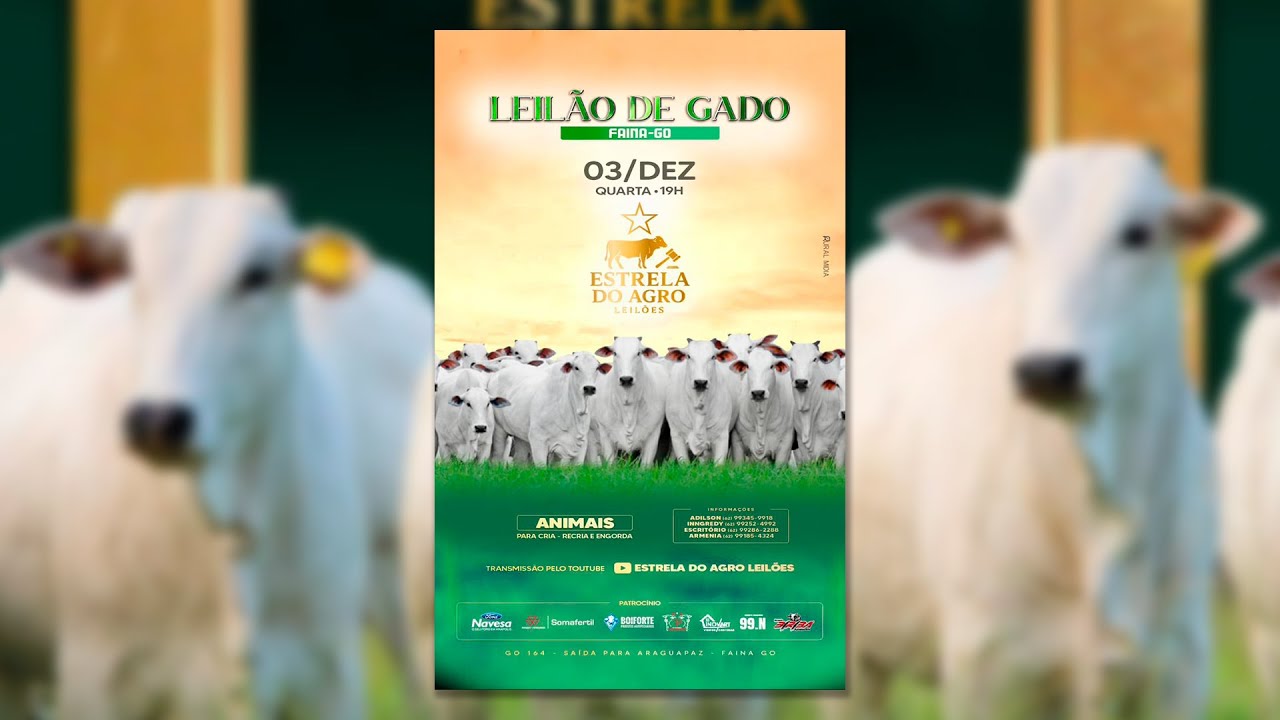 LEILÃO GADO DE CORTE ESTRELA DO AGRO LEILÕES  FAINA-GO 03/12/2025 | Leilão ao Vivo - Leilão de Gado