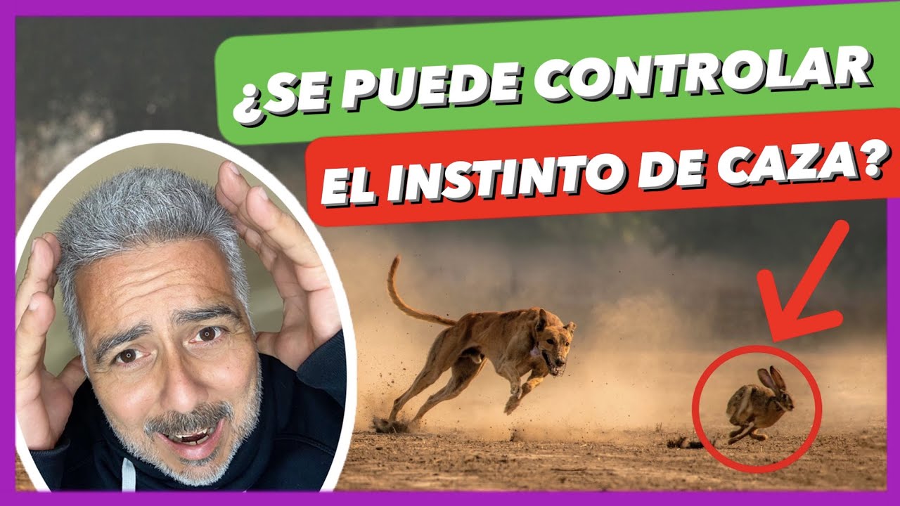 ¿TU PERRO LO PERSIGUE TODO? 🆘  ► ¿CÓMO CONTROLAR SU INSTINTO DE CAZA? 🤔
