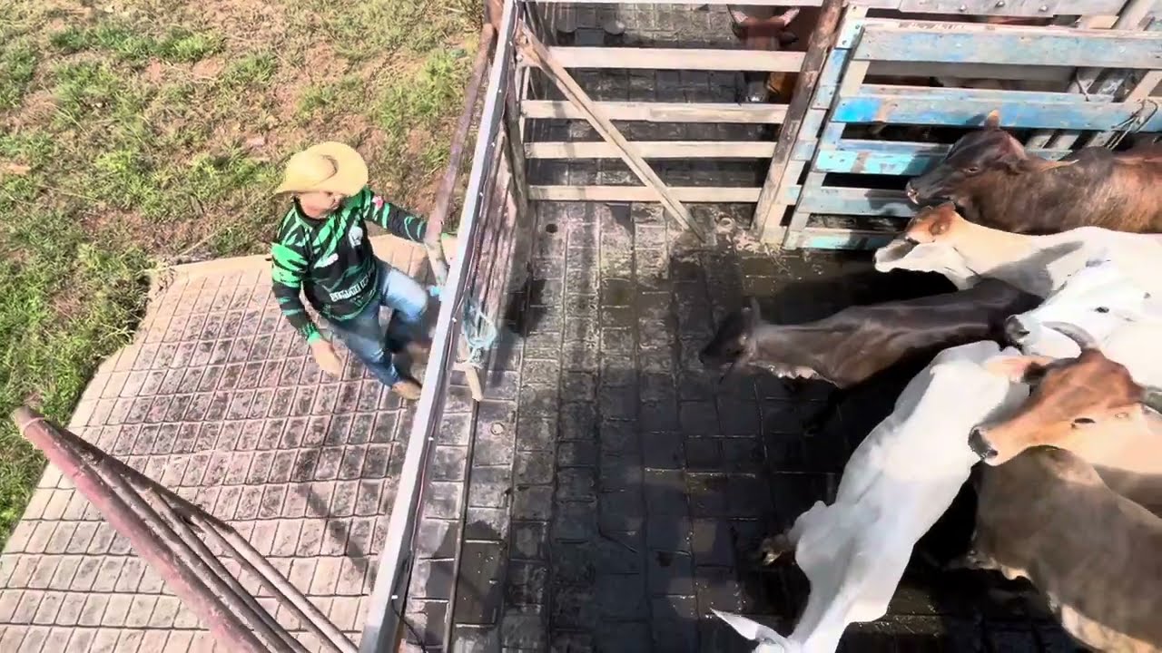 Chegando ao nosso destino, local onde o gado ficou. (07/04/2024)