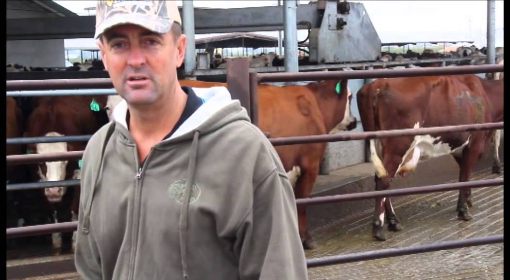 The benefits of crossbreeding dairy cattle. ProCross Dairy - Kevin Prins Oakdale, CA
