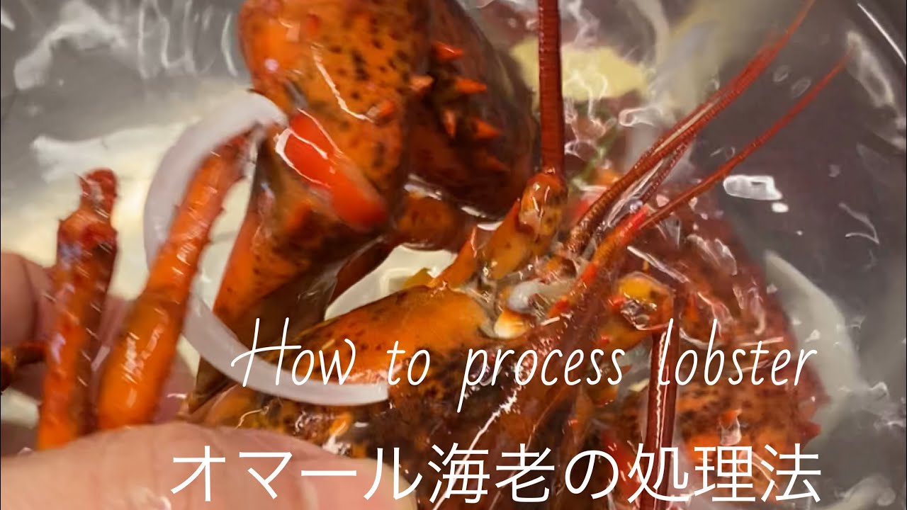 How to process lobsterオマール海老の最良の処理法