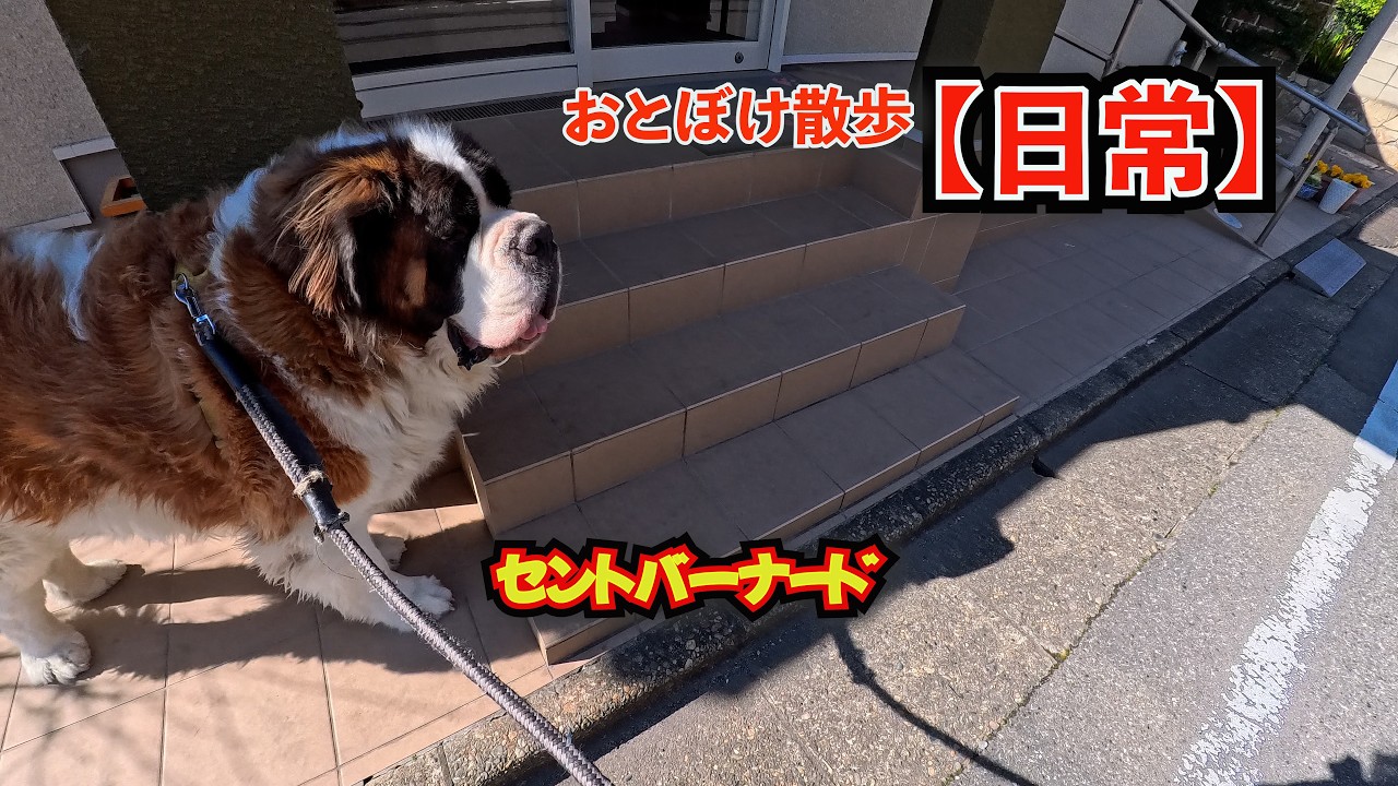 【日常】セントバーナードのリキのおとぼけ散歩