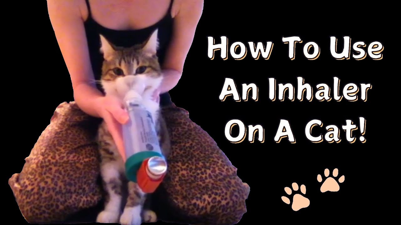 How to Give a Cat an Inhaler - Complete Guide, Demo & Our Experience with the Aerokat Feline Inhaler