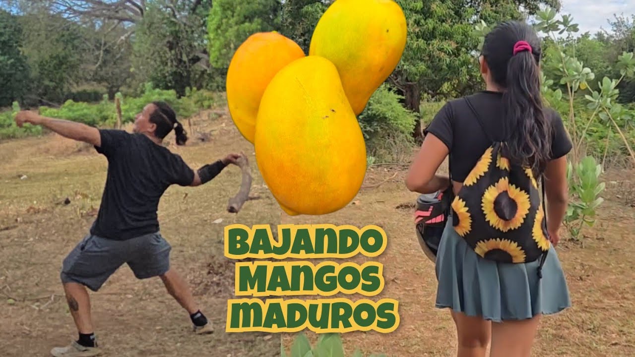 🛑 nos fuimos 🤩abajar mangos 🥭 maduros y jugosos😋(:AVENTURAS INTIPUQUEÑAS 503:)