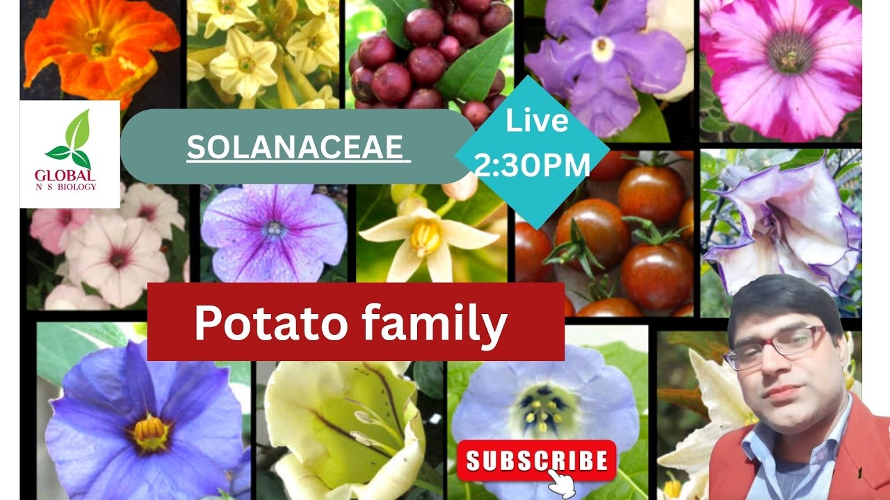  Solanaceae Family (Nightshade Family) | Potato, Tomato, Brinjal Family | Floral Formula & Diagram
