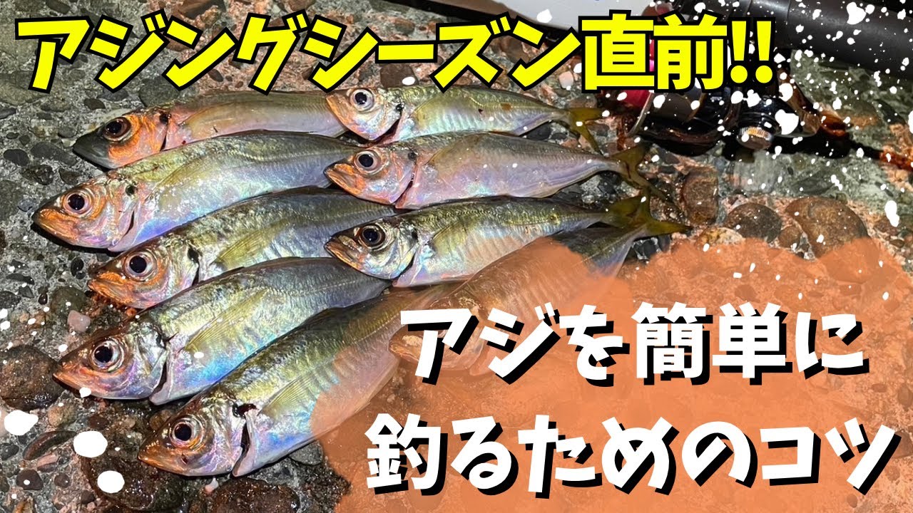 アジングをもっと楽しむ！アジを釣るためのコツを解説！！これを意識してもらうと釣果が変わります！
