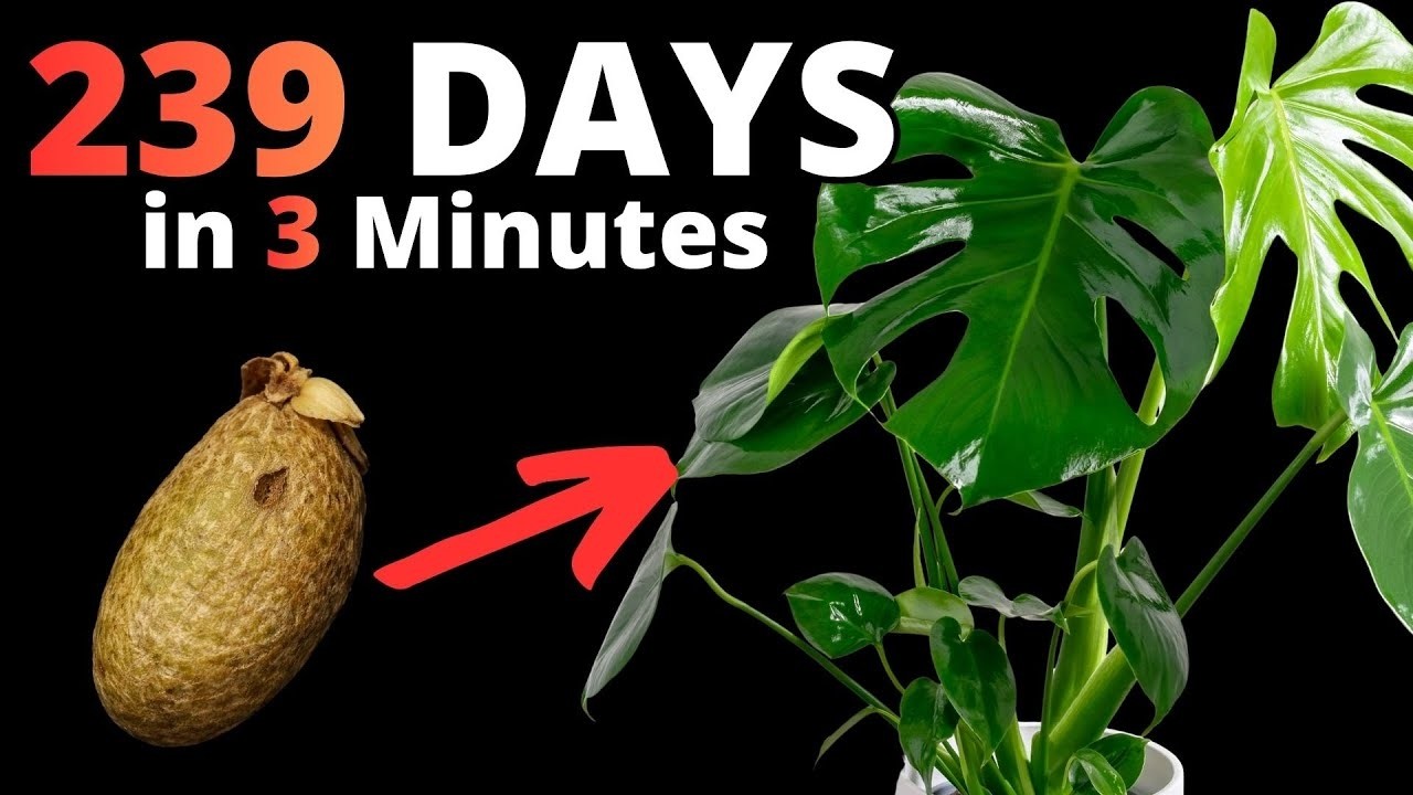 239 Days Monstera Deliciosa Time-Lapse – From Seed to Stunning Plant! 🌱