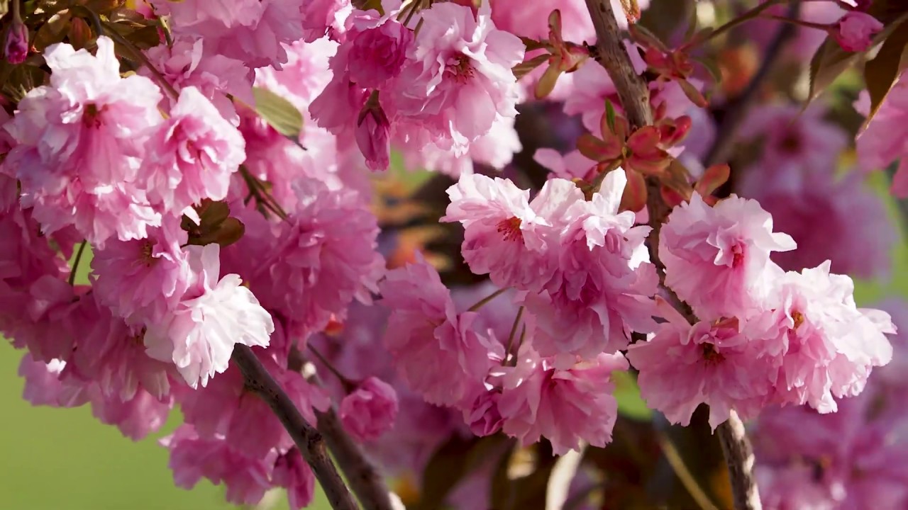 Hanami f&uuml;r immer. Wir feiern die unverg&auml;ngliche Kirschbl&uuml;te.