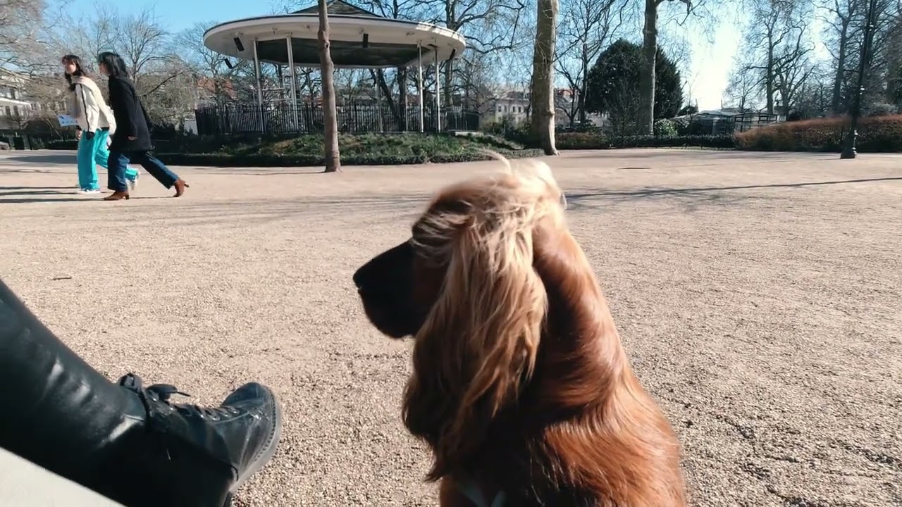 🐶New aventure🐾Visiting the Zoo🐕Travelling in Europe with English Cocker Spaniel - Robby