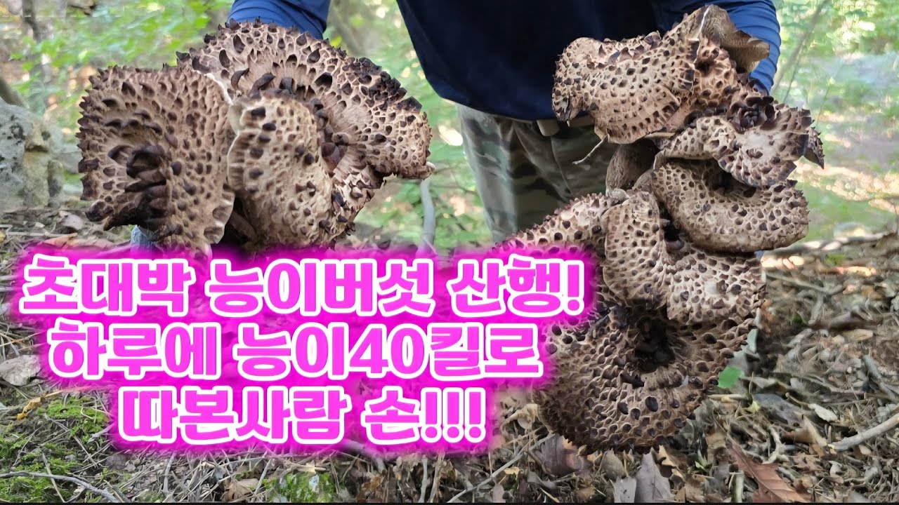 초대박 능이버섯 산행! 능이를 40키로 땃다고?!! #초대박능이산행 #능이버섯산행 #능이 #산행