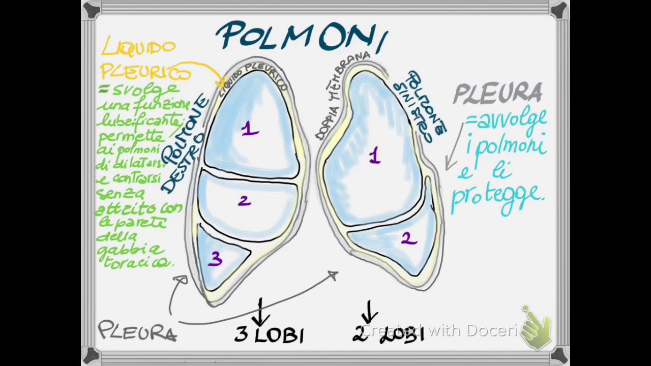 I polmoni-Visual Map