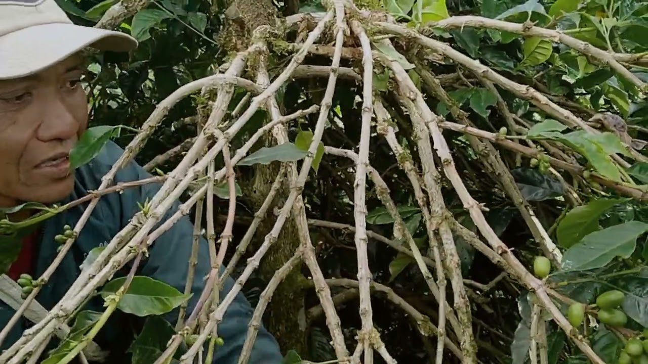 pemangkasan kopi Ateng super umur 24 tahun.. salah perawatan dari dulu