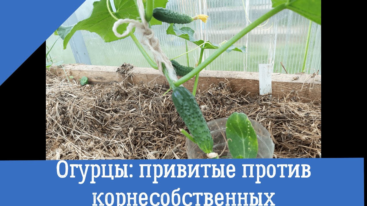 Прививка огурцов - что дает?