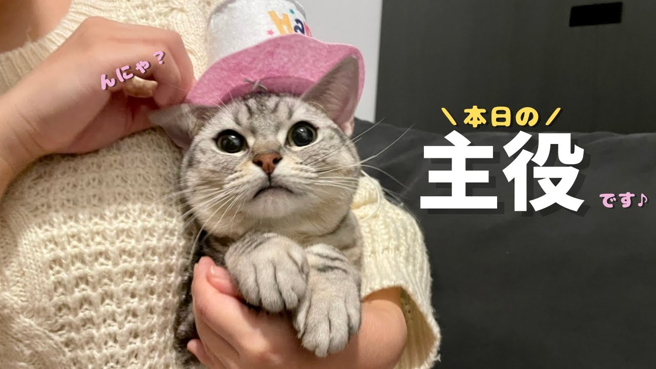 【祝】愛猫の記念すべき日なのでご褒美飯をあげてみた