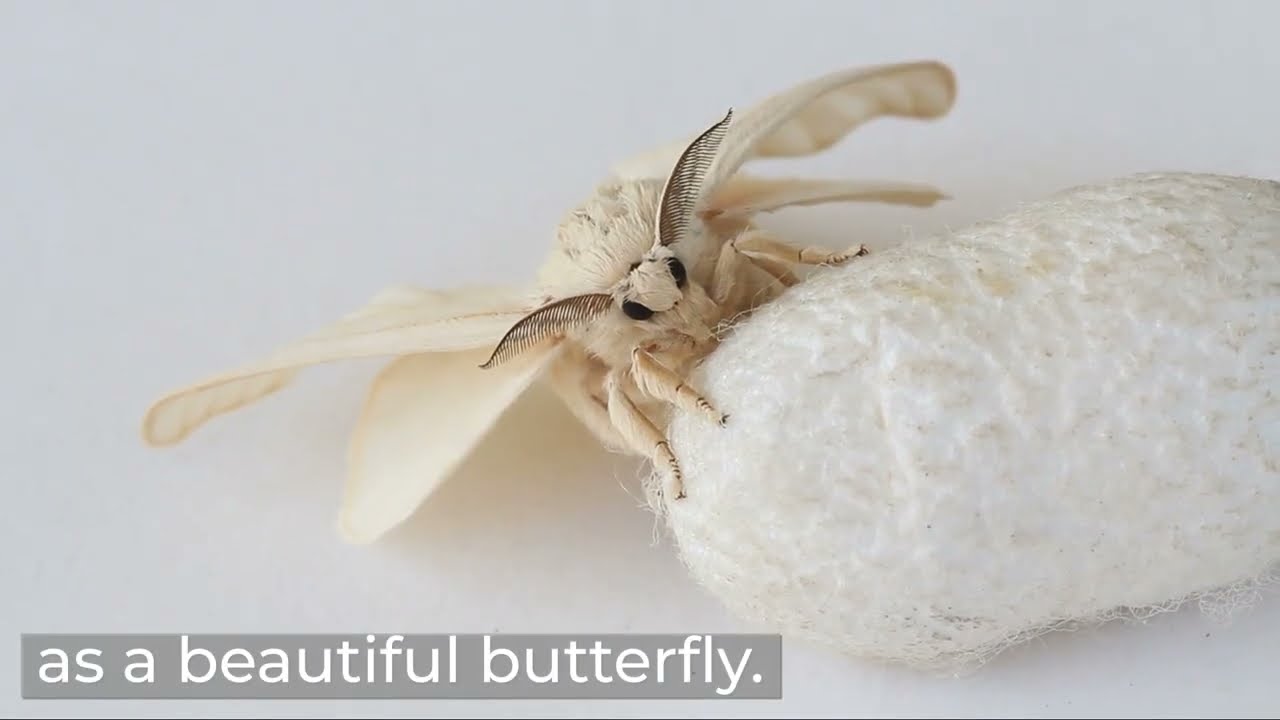 * Peace Silk - organic silk without animal suffering - luxury and wellness with a clear conscience *