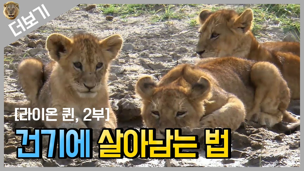 [사자 더보기] 더위와 허기에 지친 사자 가족의 건기에 살아남기😢｜The exhausted Lions during the Dry season