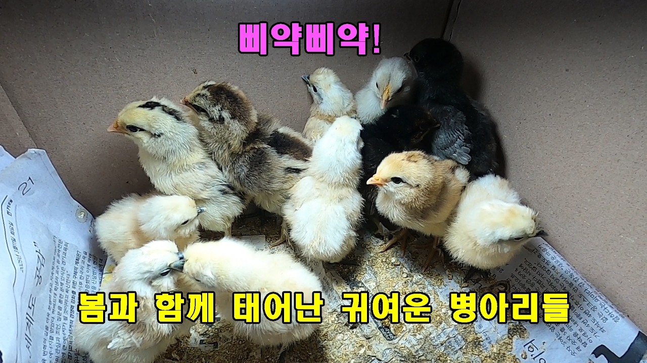 삐약삐약! 봄과 함께 태어난 귀여운 병아리들.