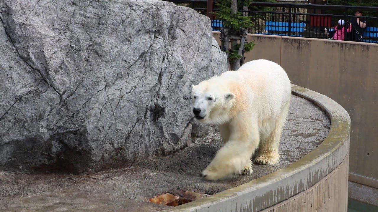 【異常行動】ホッキョクグマ 常同行動〔旭山動物園〕