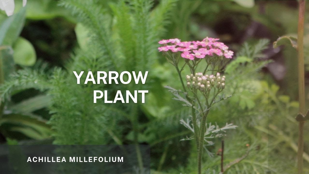 Yarrow - Achillea Millefolium. Learn Easy Propagation Tips and Plant Care of this beautiful plant.