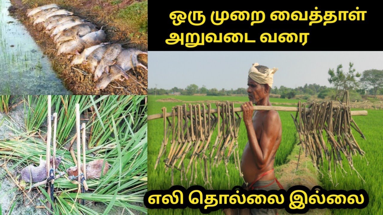 நெல் வயலில் எலியை கட்டுபடுத்துவது எப்படி/how to control rats in paddy field