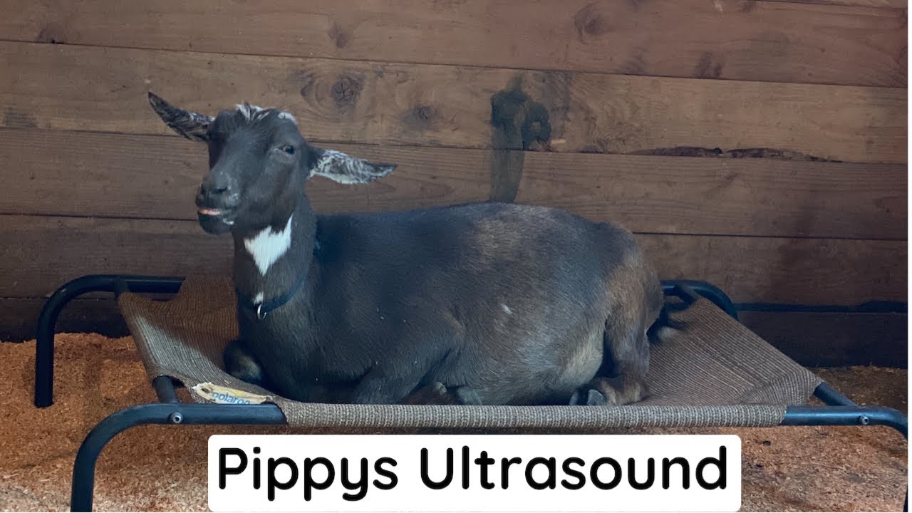Ultrasound Day for Our Miniature Goat Pippy!
