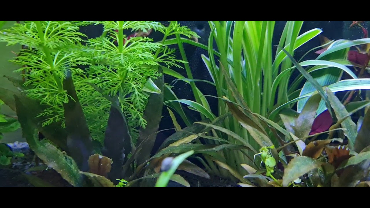 aquarium 60 litres apr&egrave;s 4 mois de mise en service