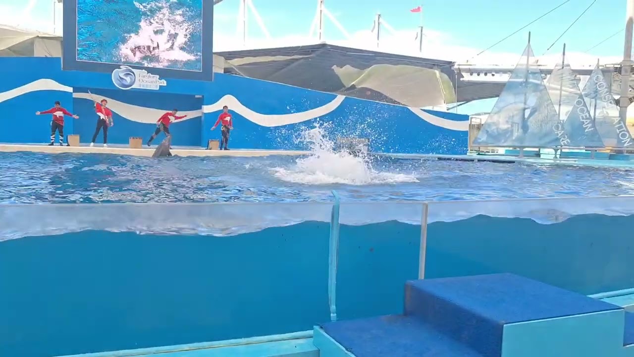 聰明的海豚
