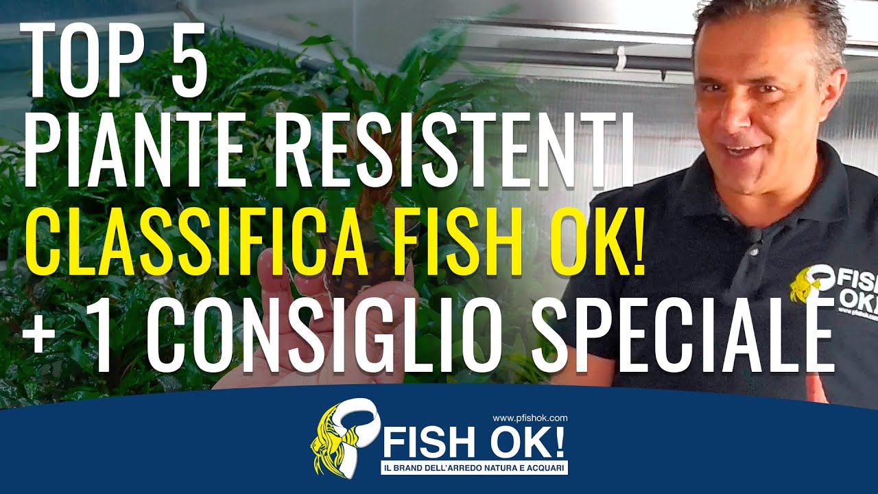 🏆 TOP 5 Piante Acquatiche resistenti classifica Fish Ok!