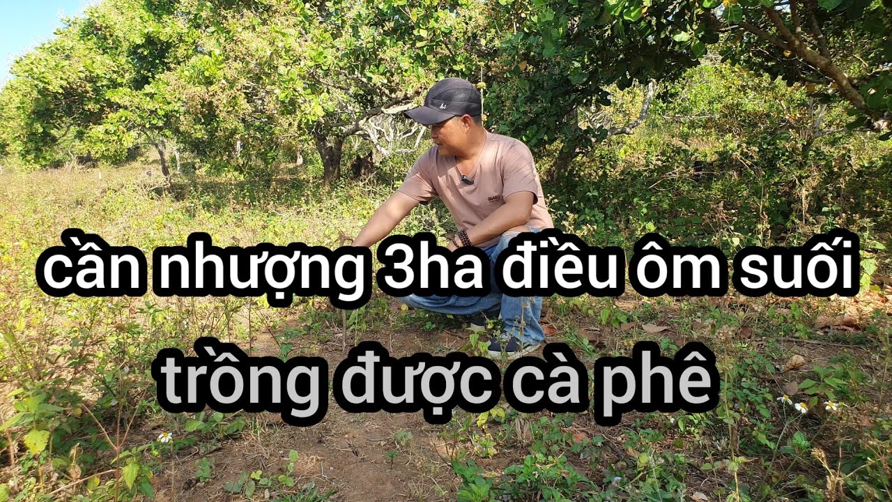 Cần nhượng 3ha đất ôm suối 400tr hết lô 