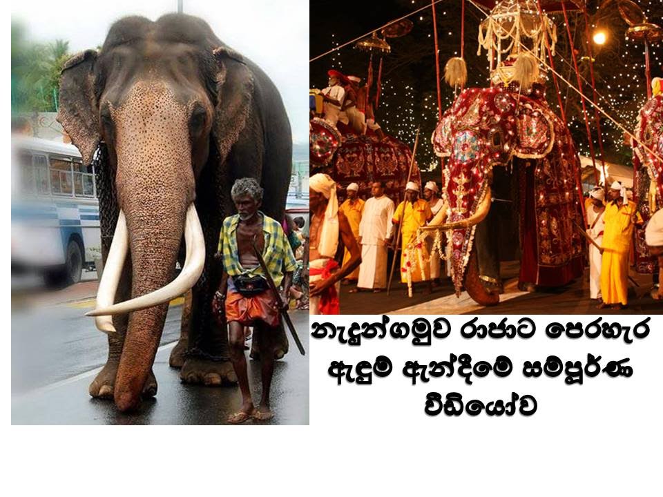 Nadungamuwa Raja -නැදුන්ගමුවේ රාජා පෙරහැර අඳුම් ඇදීම
