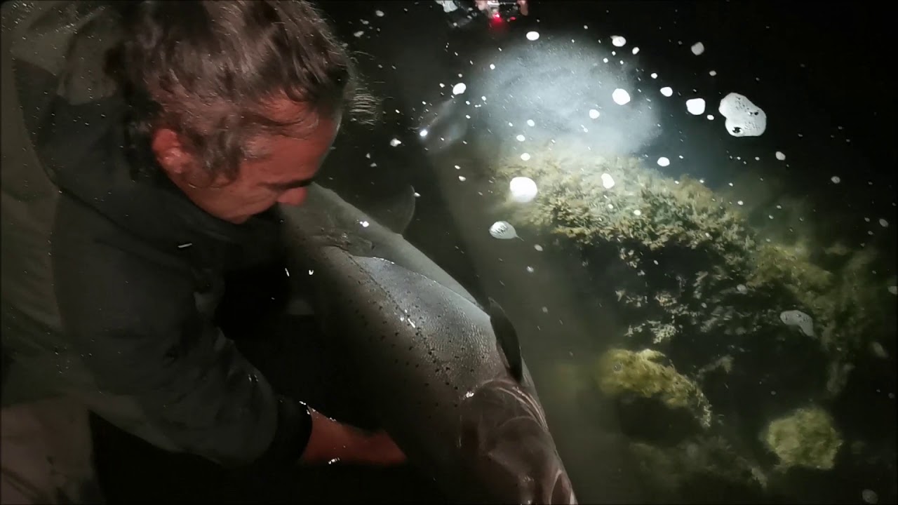 Huchenfischen an der Sava - Trailer