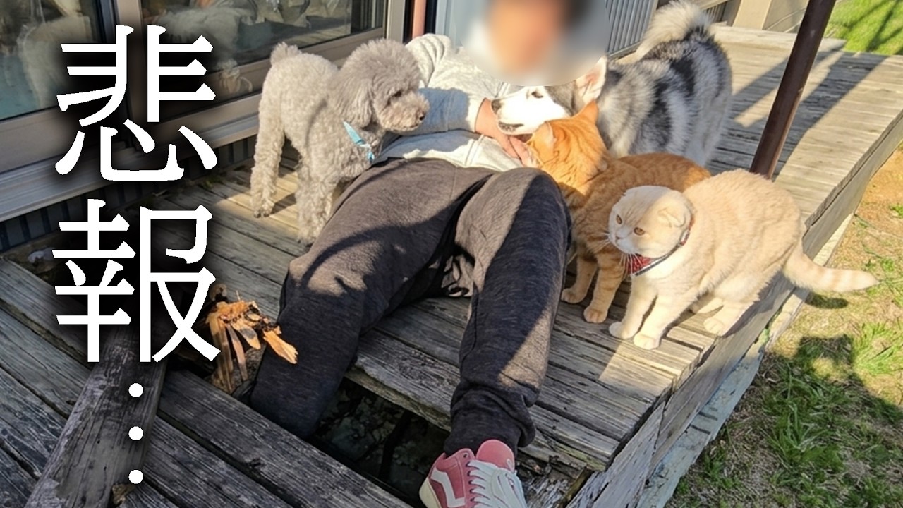 【悲報】大変なことが起こりましたその時犬と猫の対応がこちらです...