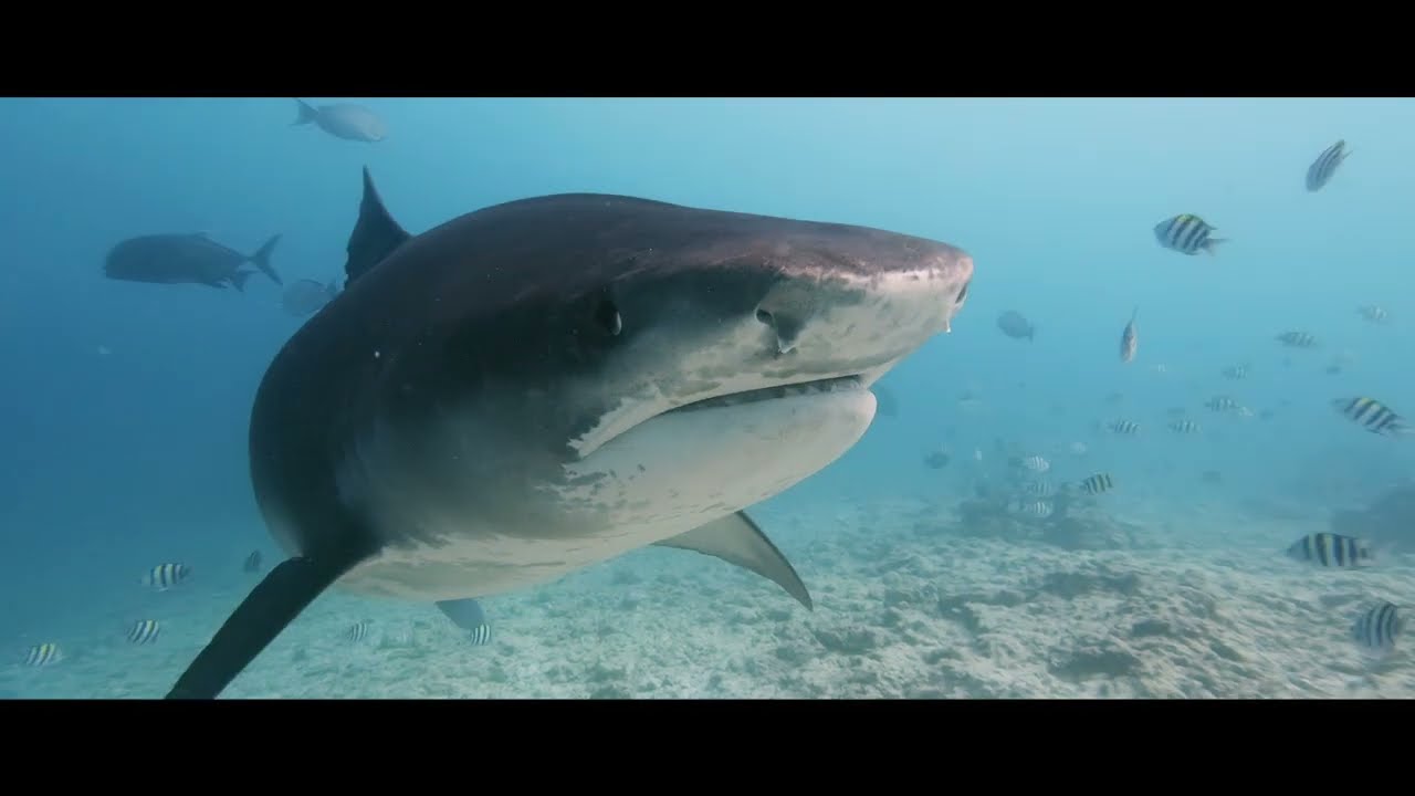 FUVAHMULAH - SHARK ISLAND